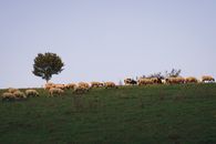 Herd of Sheep on Green Grass Field