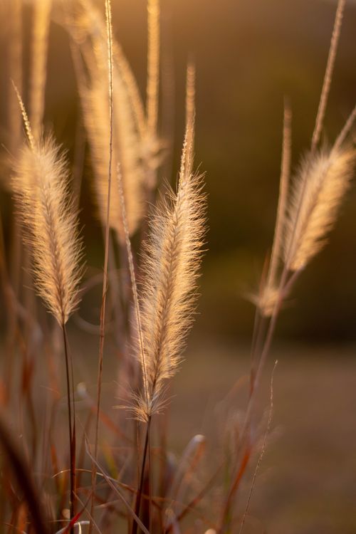 Free Serene close-up of fountain grass lit by golden sunlight with a blurred background. Stock Photo