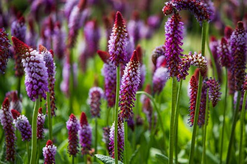 Free Purple Orchid Primrose in Tilt Shift Lens Stock Photo