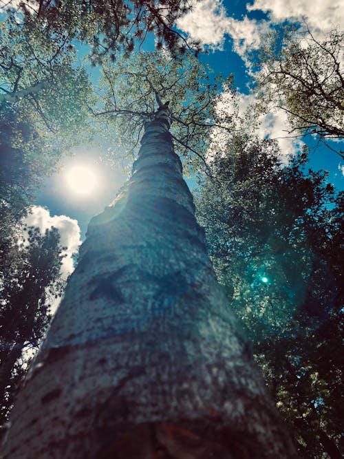 Foto profissional grátis de aspen árvores, caminhada, Colorado