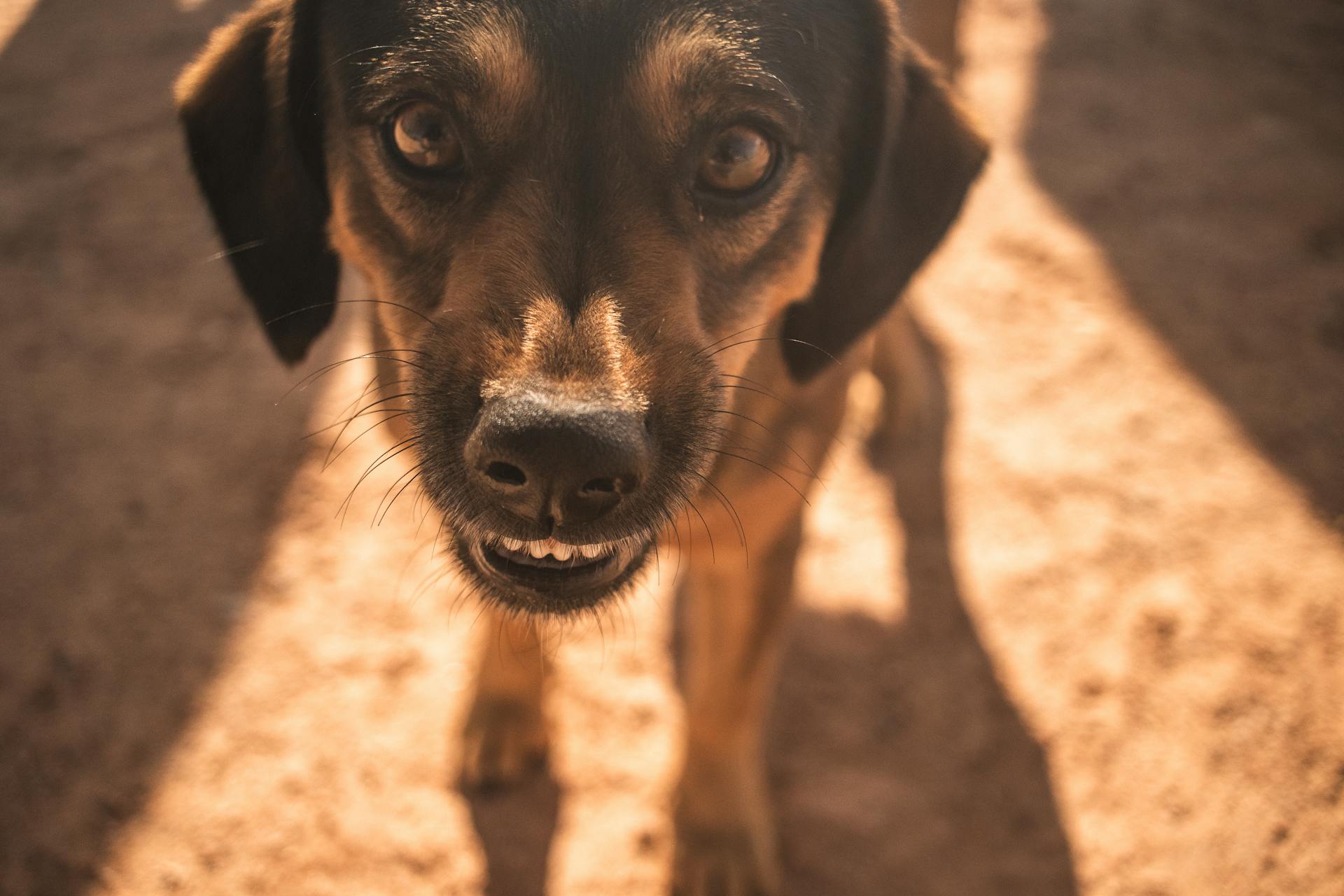 Bruine kortharige hond in close-upfotografie