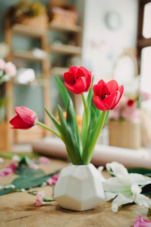 Free Fresh fragrant red tulip flowers placed in white ceramic vase in modern light floral shop Stock Photo