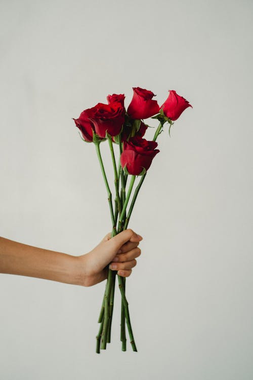 Crop anonymous female holding bunch of bright red roses with prickly stems against white wall