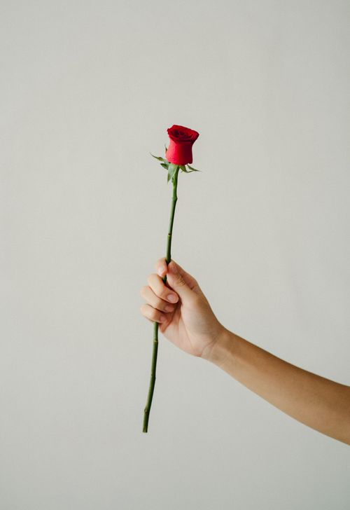 Free Crop unrecognizable person raising arm and demonstrating delicate red rose against gray background in light room Stock Photo