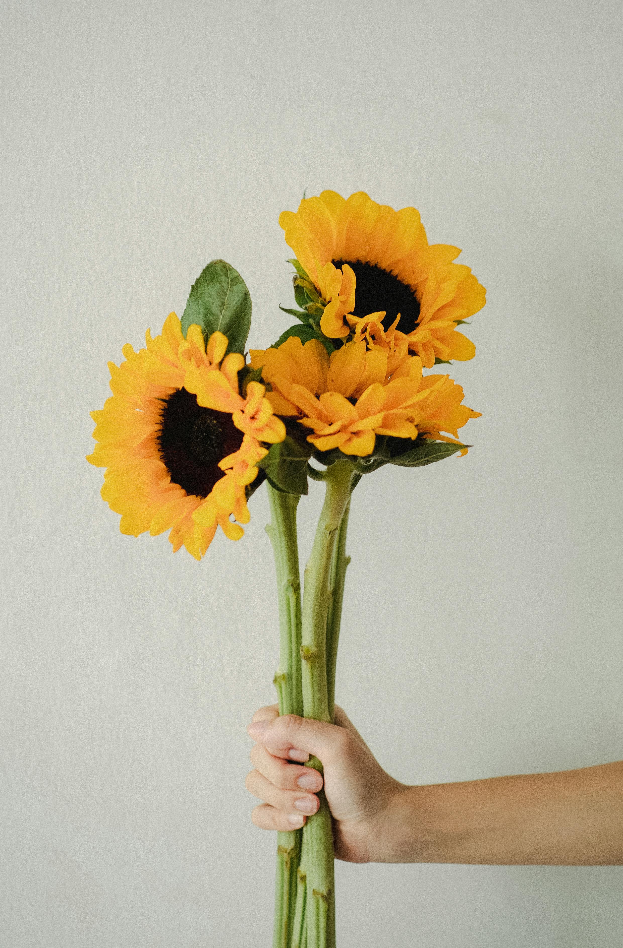 person demonstrating fresh sunflowers against light wall