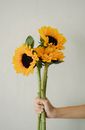 Person demonstrating fresh sunflowers against light wall
