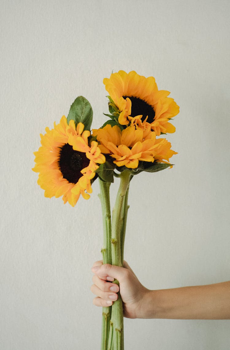 Person Demonstrating Fresh Sunflowers Against Light Wall