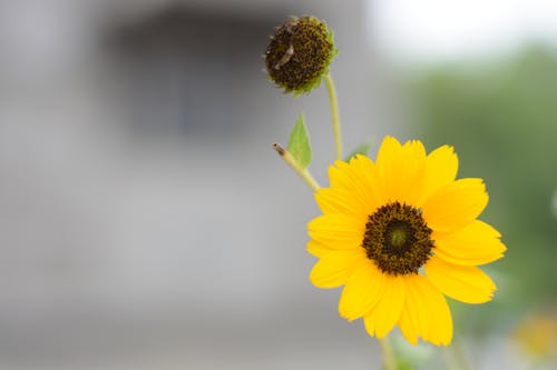 Free stock photo of flower, sun flower, yollow flower