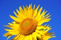 特写镜头中盛开的向日葵，鲜艳的黄色花瓣映衬着清澈的蓝天