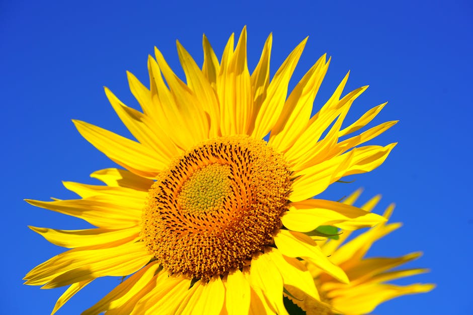 Selective Focus Photography of Sunflower