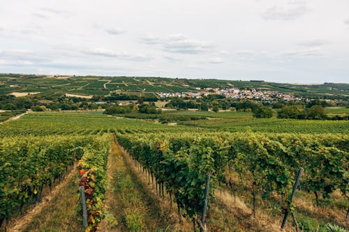 Aerial View of Vineyard Under White Sky