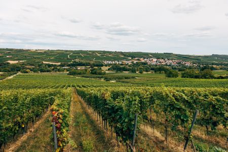 Moderniza tu negocio rural en Aliste, Tábara y Alba