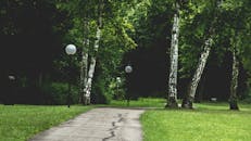 在德国巴德梅尔根特海姆一个宁静的公园里，桦树成荫，小路蜿蜒，呈现出一片宁静的景象