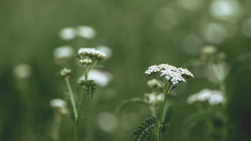 Kostenlos Weiße Gruppierte Blume Auf Selektiver Fokusfotografie Stock-Foto