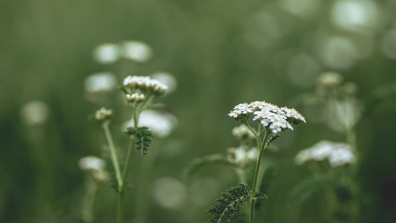 セレクティブフォーカス写真の白いクラスターの花