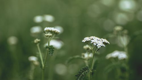 Free A serene close-up of white wildflowers blooming in a lush green meadow. Stock Photo