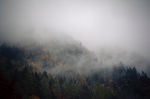 Fog Covering a Forest in Mountains 