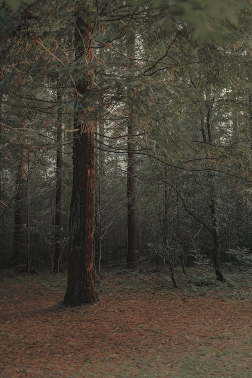 Big Pine Trees on Brown Forest Floor