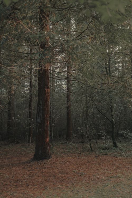 Free Peaceful forest scene with tall pine trees and soft lighting, capturing nature's tranquility. Stock Photo