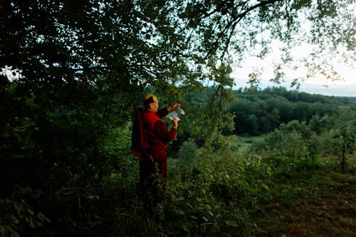 Immagine gratuita di alberi, boschi, Buddismo