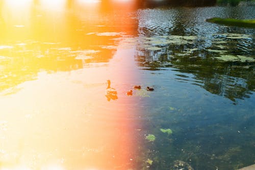 Free Brown Duck on Water Stock Photo