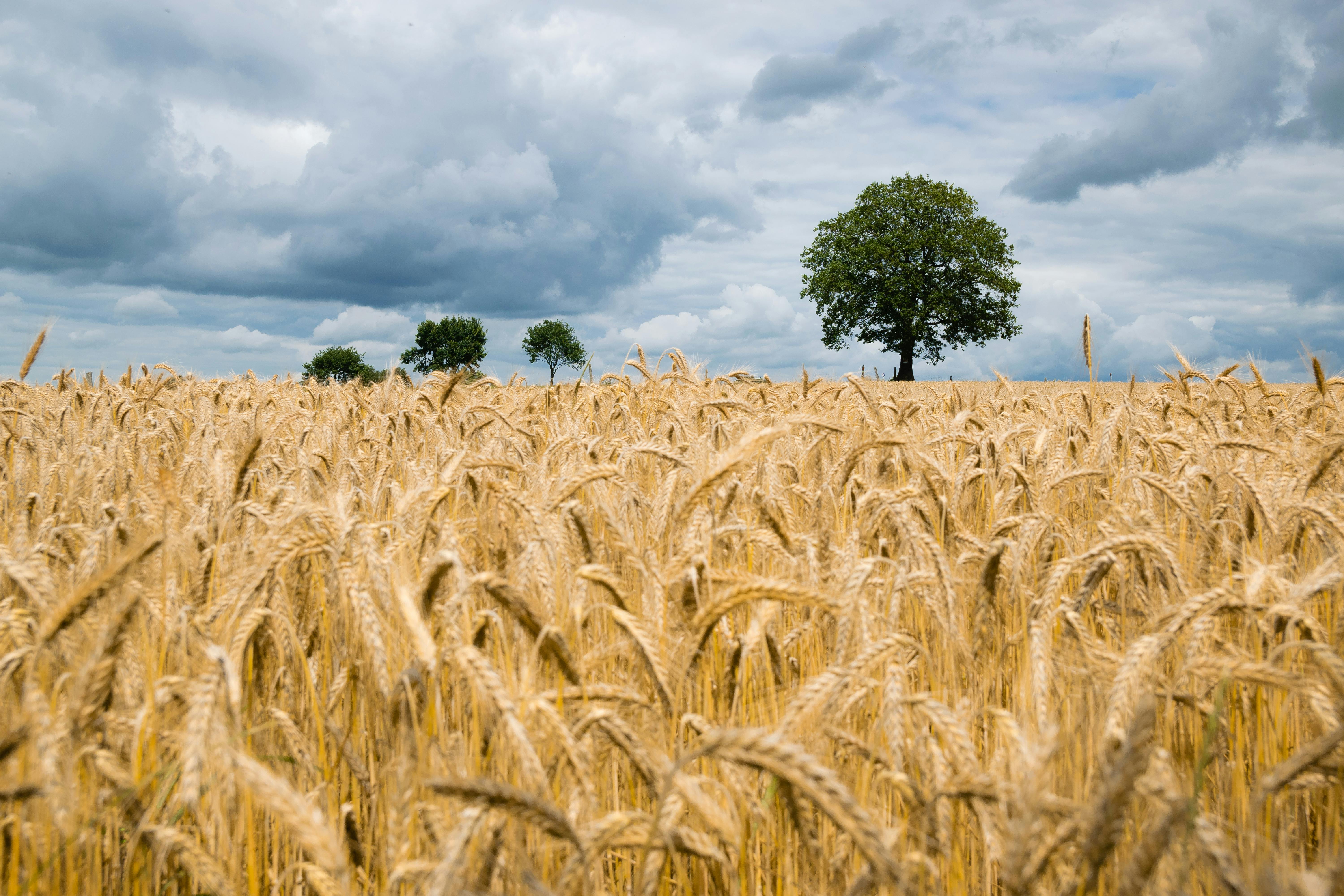 brown field photo