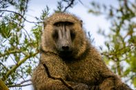 Brown Monkey on Tree Branch
