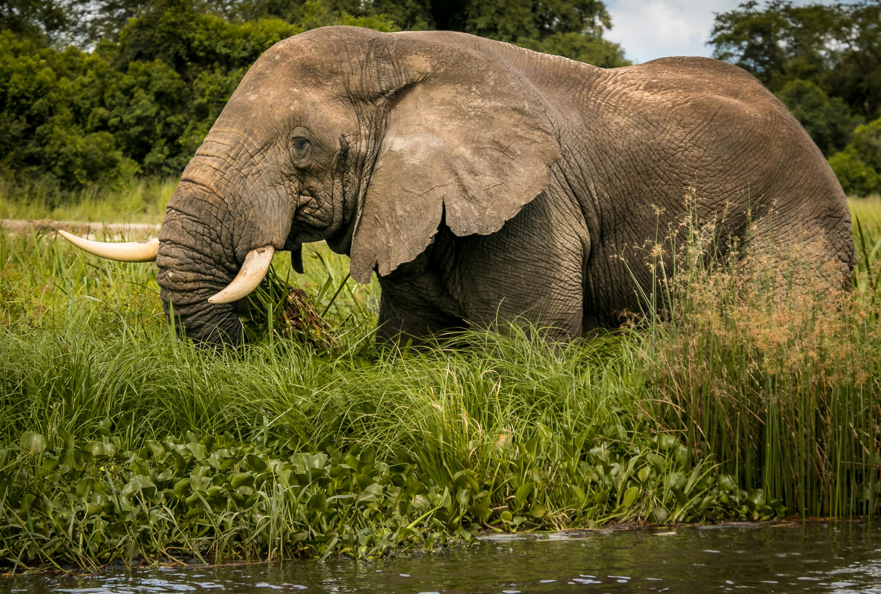 Ingyenes stockfotó a biológiai sokféleség, Afrika, afrikai elefánt témában Stockfotó