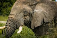 Grey Elephant on Green Grass