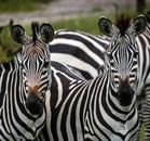 Zebra Standing on Green Grass