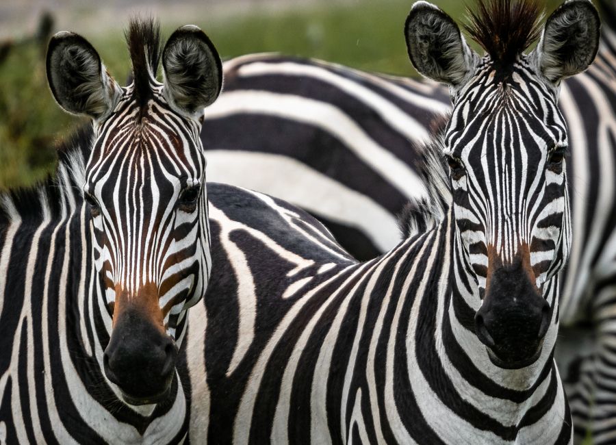 Two zebras in Uganda, showcasing their distinct black and white stripes in a natural setting.