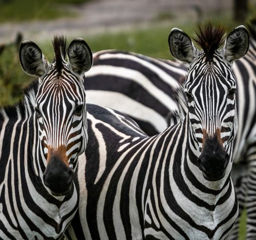 Free Two zebras in Uganda, showcasing their distinct black and white stripes in a natural setting. Stock Photo