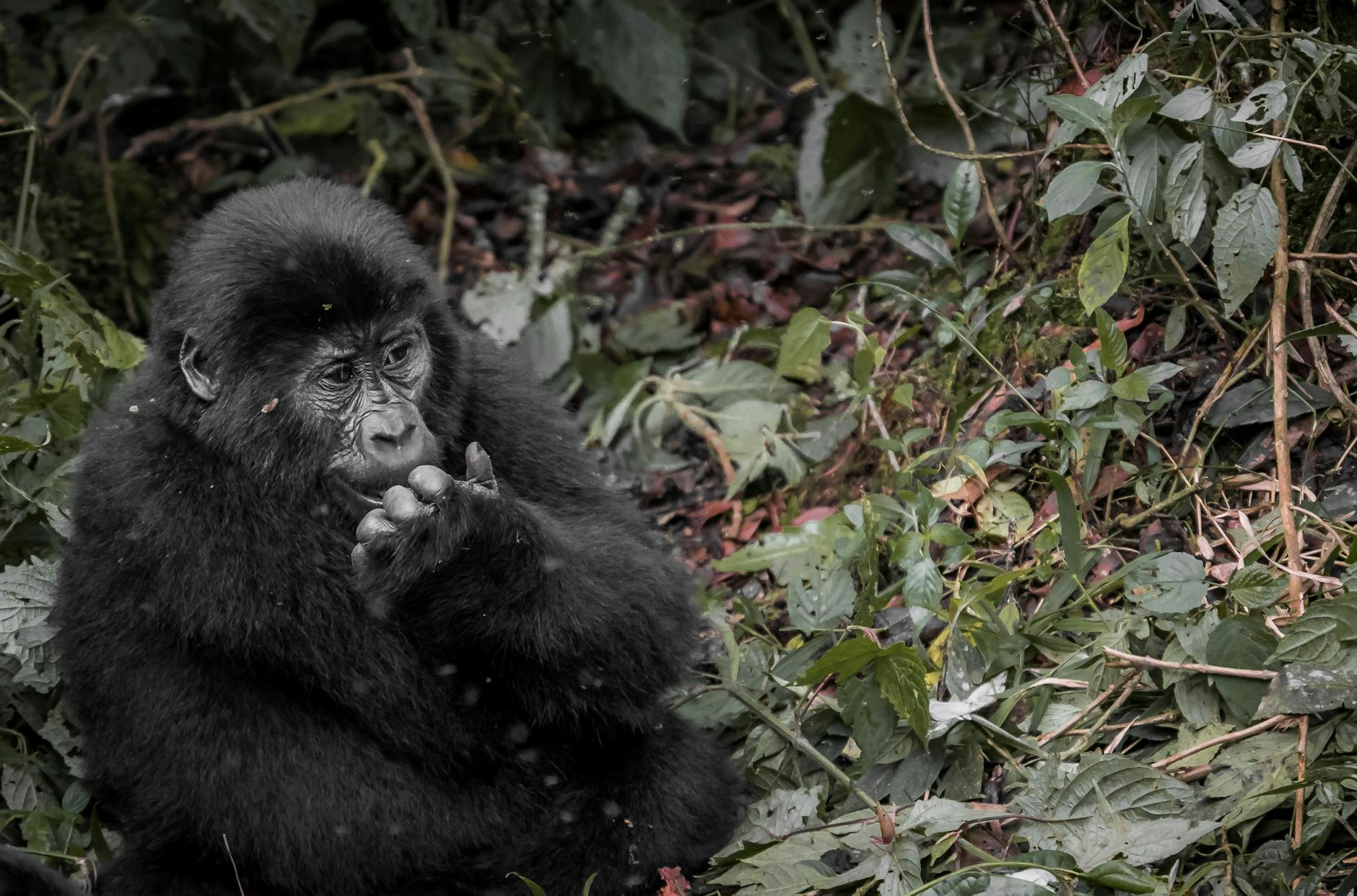 Rwanda, Rwanda