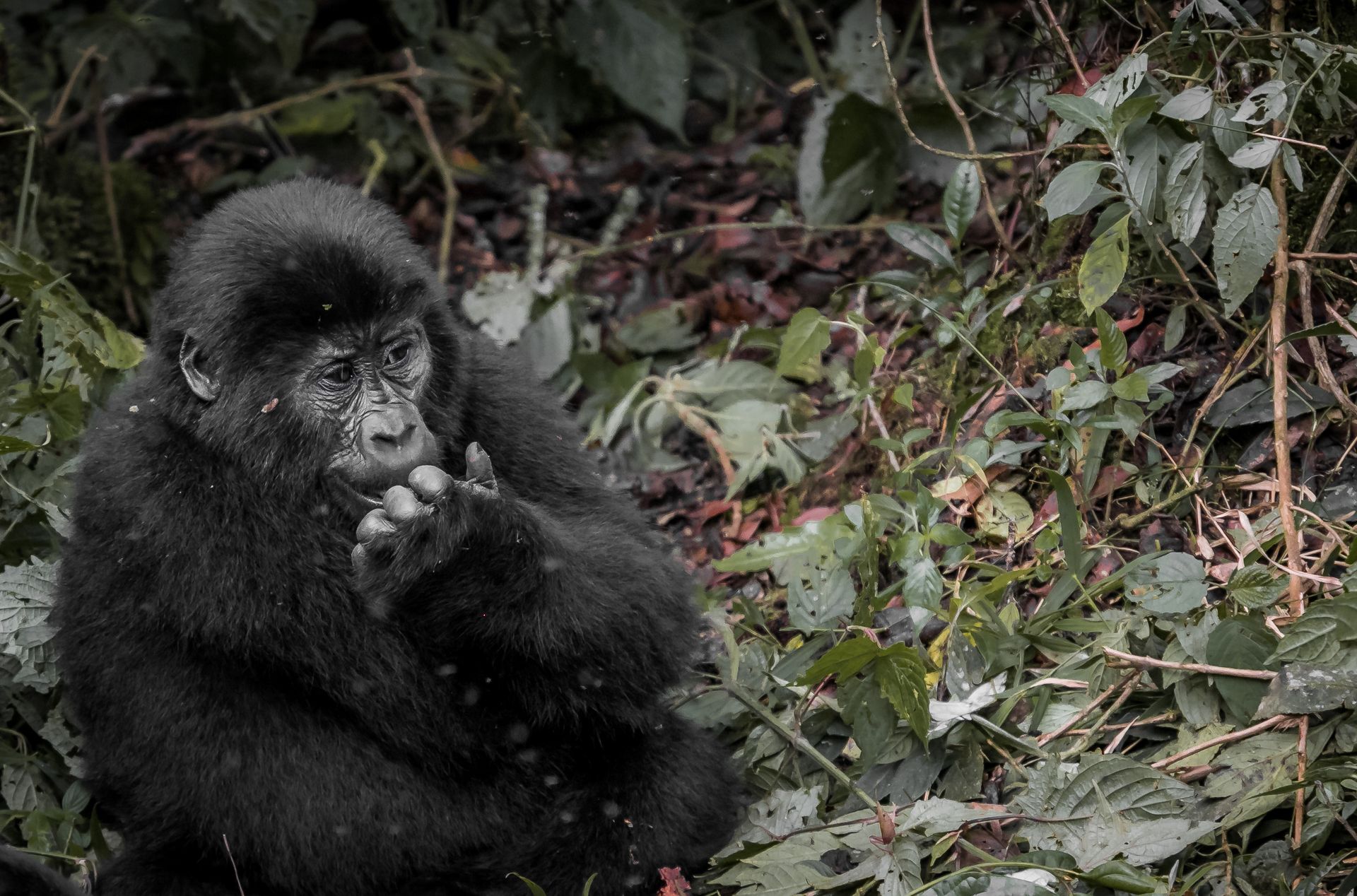 Close-up of a mountain gorilla in lush Ugandan jungle, showcasing its natural habitat.