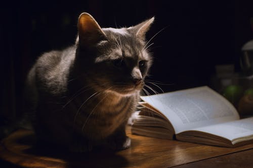 躺在书旁边的灰色虎斑猫