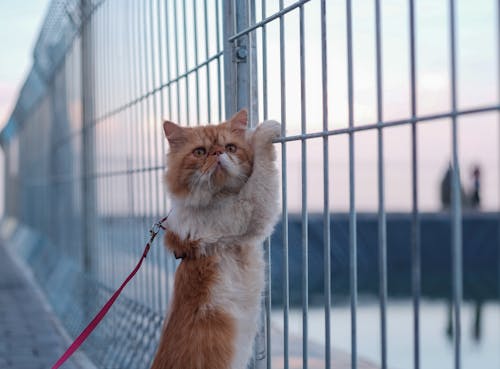 Fotos de stock gratuitas de fotografía de animales, gato, mamífero