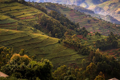 Hills Covered with  Green Grass and Trees