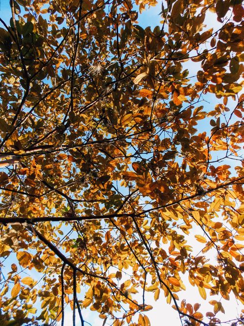Free Vibrant autumn leaves illuminated by sunlight against a clear blue sky, showcasing natural beauty. Stock Photo