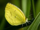 一只充满活力的黄色蝴蝶，精致地栖息在绿叶上