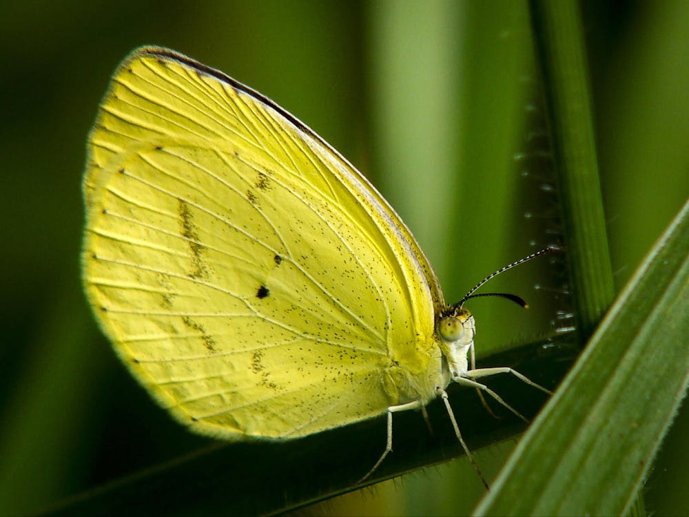 Free Green Butterfly on Leaf Stock Photo