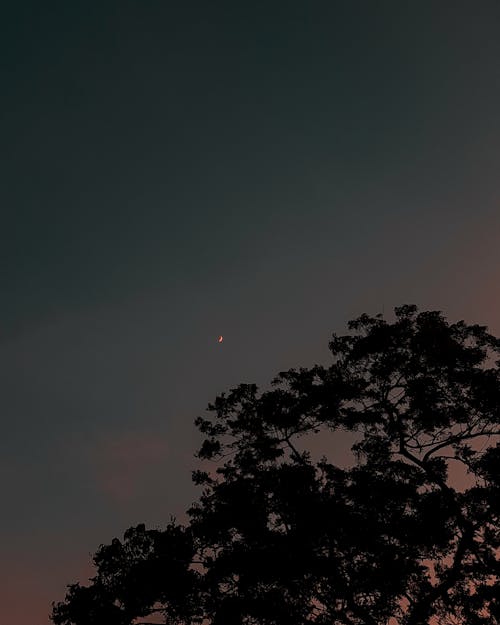 Foto profissional grátis de lua bebê, meia-lua, silhueta