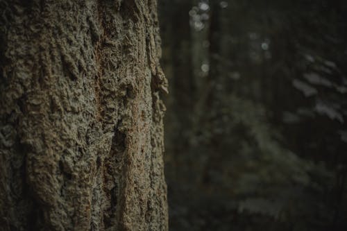 Close-up of a Tree Trunk in a Dark Forest 