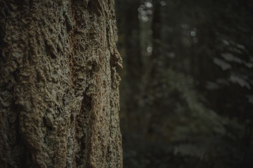 Free A detailed close-up shot highlighting the rugged texture of tree bark in a dimly lit forest. Stock Photo
