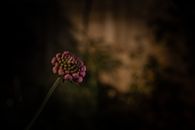 Purple Flower in Tilt Shift Lens