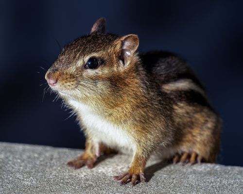 Free Adorable little chipmunk with fluffy brown fur sitting on concrete surface in park and looking at camera with curiosity Stock Photo