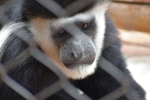 Selective Focus Photography of White and Black Monkey