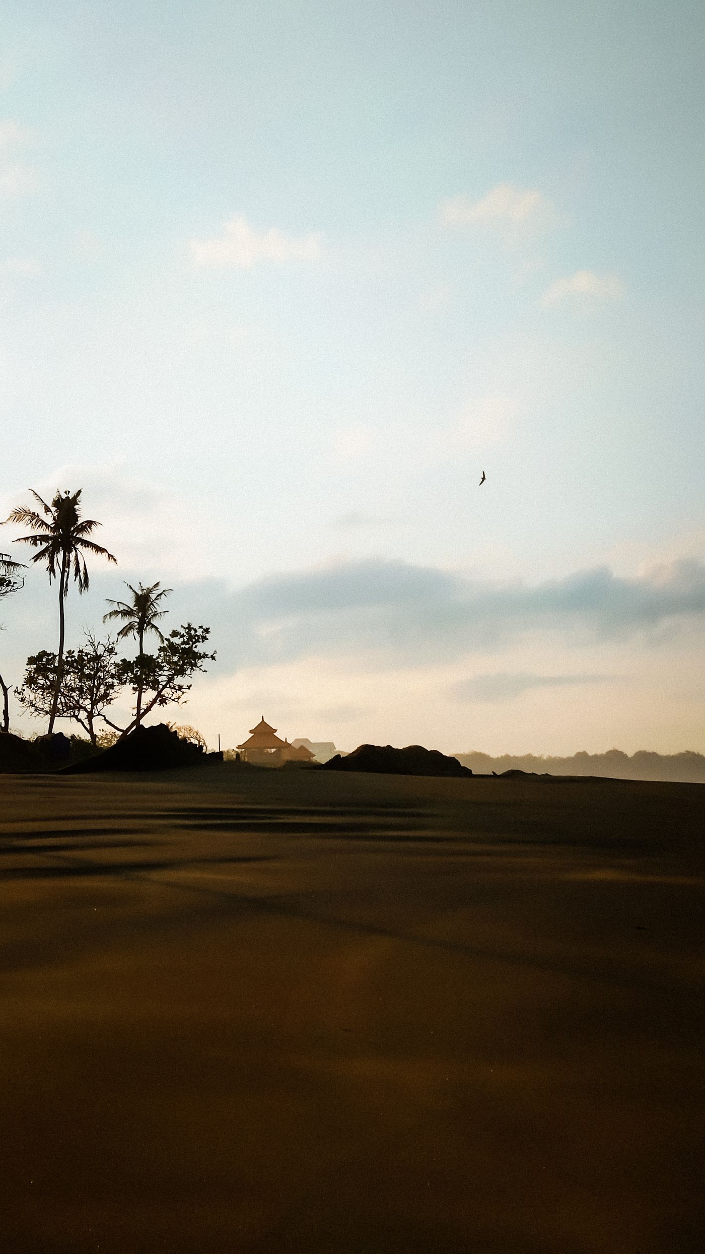 Palm trees silhouetted at desert dusk