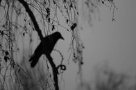 Black Crow on Tree Branch