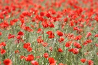 春天，郁郁葱葱的田野里盛开着充满活力的红色罂粟