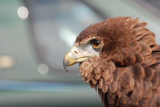 Detailed close-up shot of an eagle showcasing its plumage and beak.